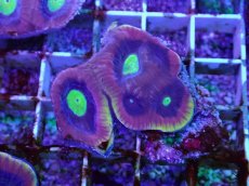 画像1: No.12 オーストラリア産　ドラゴンソウルファビア (1)