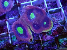 画像2: No.12 オーストラリア産　ドラゴンソウルファビア (2)