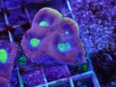 画像1: No.13 オーストラリア産　ドラゴンソウルファビア (1)