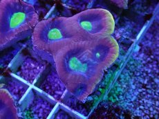 画像2: No.13 オーストラリア産　ドラゴンソウルファビア (2)