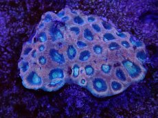 画像1: No.15 オーストラリア産　ドラゴンソウルファビア (1)