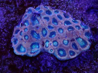 No.3 スターポリプを買うならアクアスタイルユー 大阪のサンゴ専門店