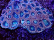 画像2: No.15 オーストラリア産　ドラゴンソウルファビア (2)