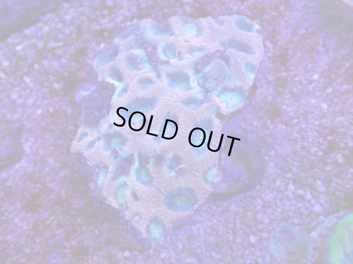 画像1: No.17 オーストラリア産　ドラゴンソウルファビア (1)