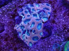 画像1: No.17 オーストラリア産　ドラゴンソウルファビア (1)