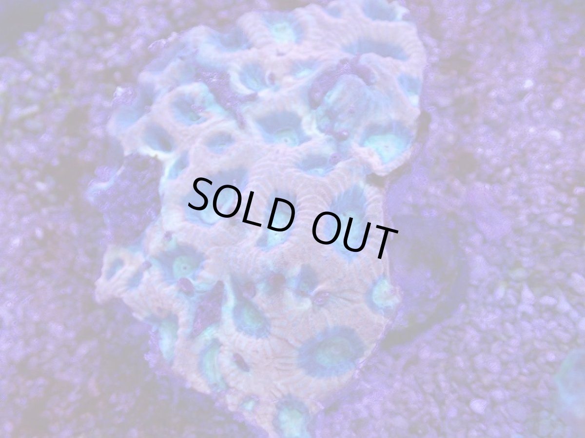 画像2: No.17 オーストラリア産　ドラゴンソウルファビア (2)