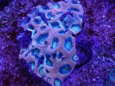 画像2: No.17 オーストラリア産　ドラゴンソウルファビア (2)