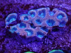 画像1: No.18 オーストラリア産　ドラゴンソウルファビア (1)