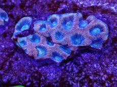 画像2: No.18 オーストラリア産　ドラゴンソウルファビア (2)