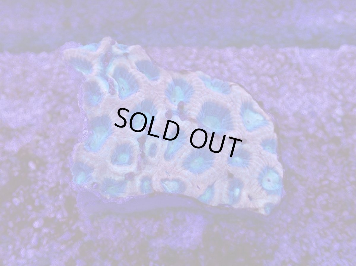 画像1: No.19 オーストラリア産　ドラゴンソウルファビア (1)