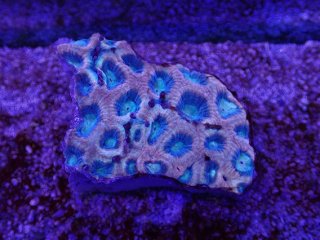 ライブロック ミックスザイズ を買うならアクアスタイルユー 海水魚