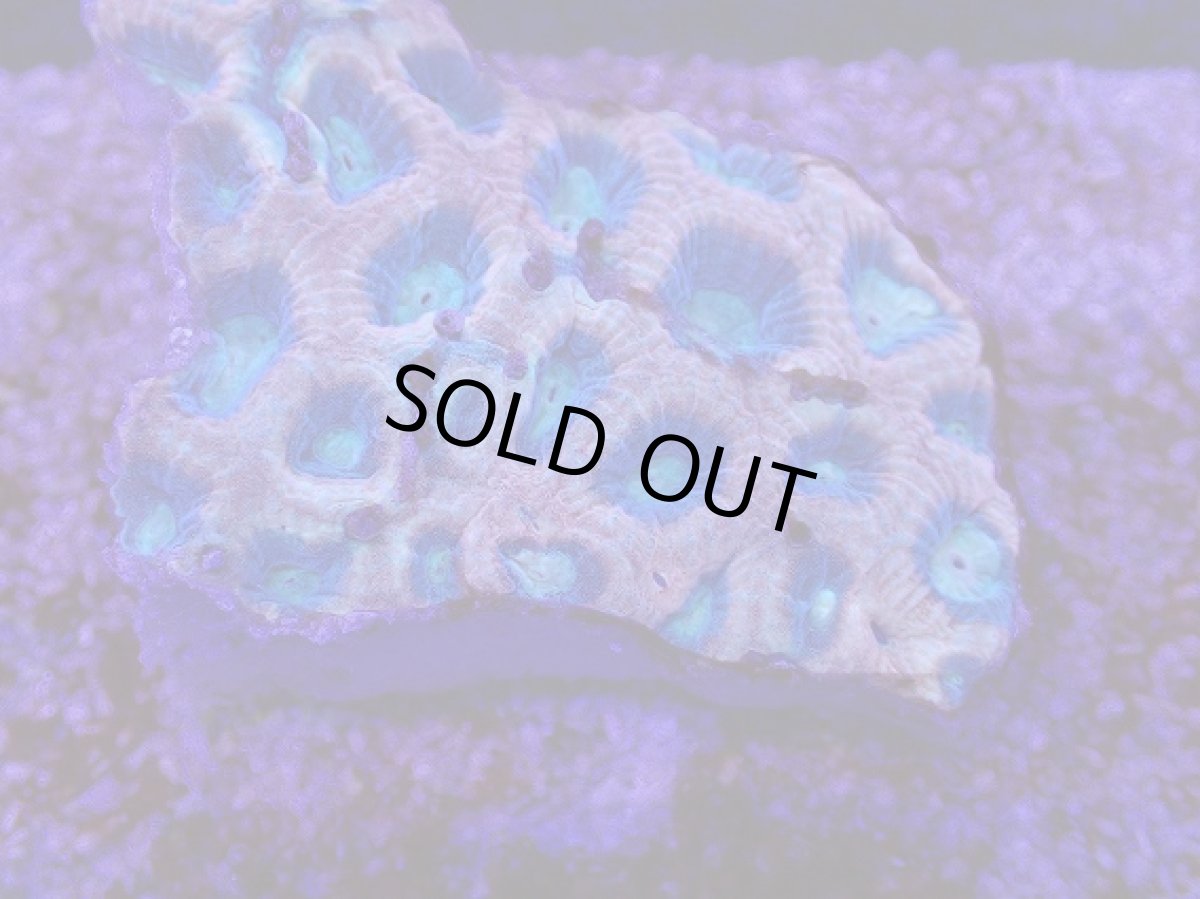 画像2: No.19 オーストラリア産　ドラゴンソウルファビア (2)