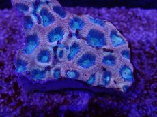 画像2: No.19 オーストラリア産　ドラゴンソウルファビア (2)