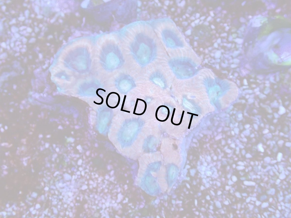 画像1: No.20 オーストラリア産　ドラゴンソウルファビア (1)