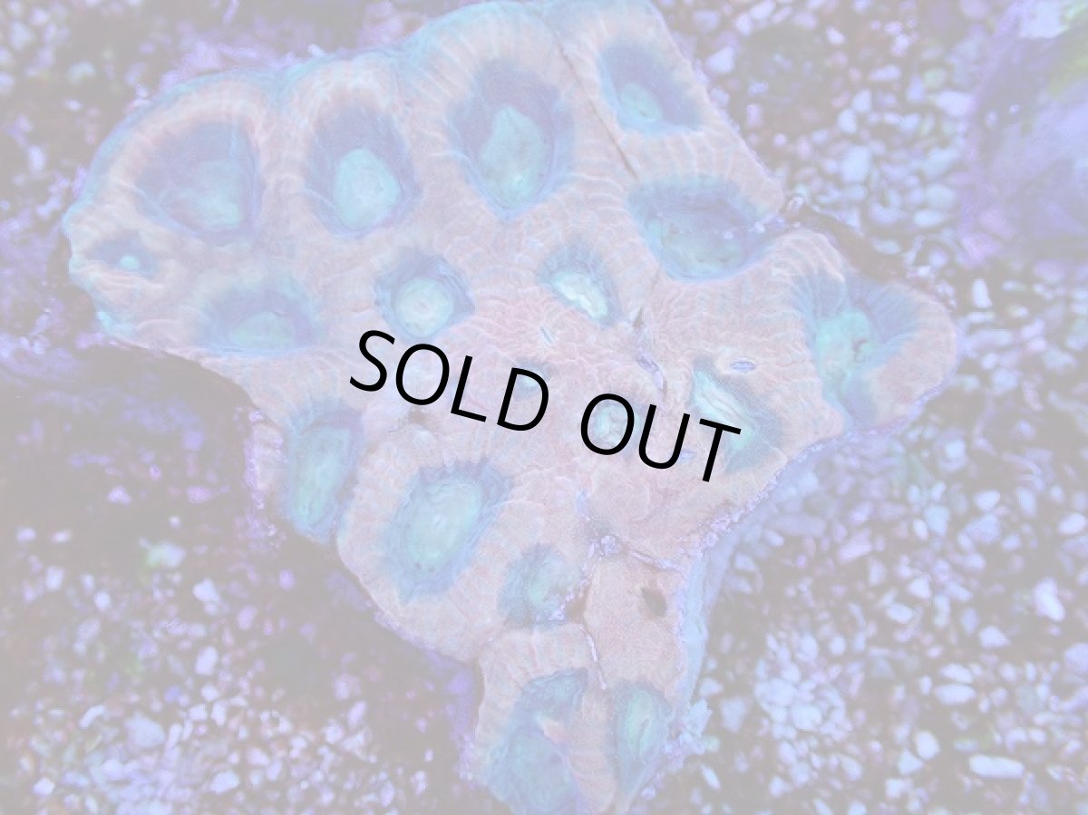 画像2: No.20 オーストラリア産　ドラゴンソウルファビア (2)