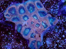 画像2: No.20 オーストラリア産　ドラゴンソウルファビア (2)