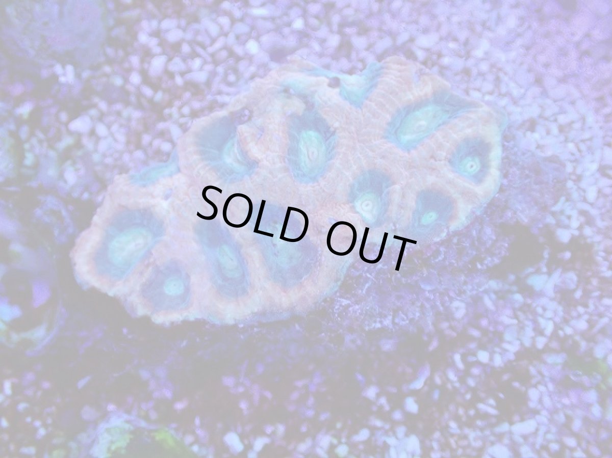 画像1: No.21 オーストラリア産　ドラゴンソウルファビア (1)