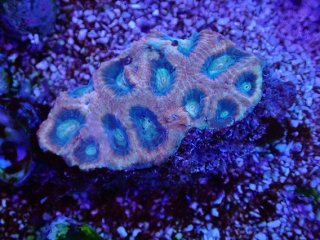 No.12 ライブロック 二個セット 海藻など付き 約1.7kgを買うなら