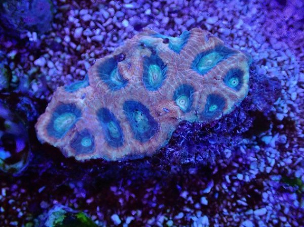 No.21 オーストラリア産 ドラゴンソウルファビアを買うならアクア