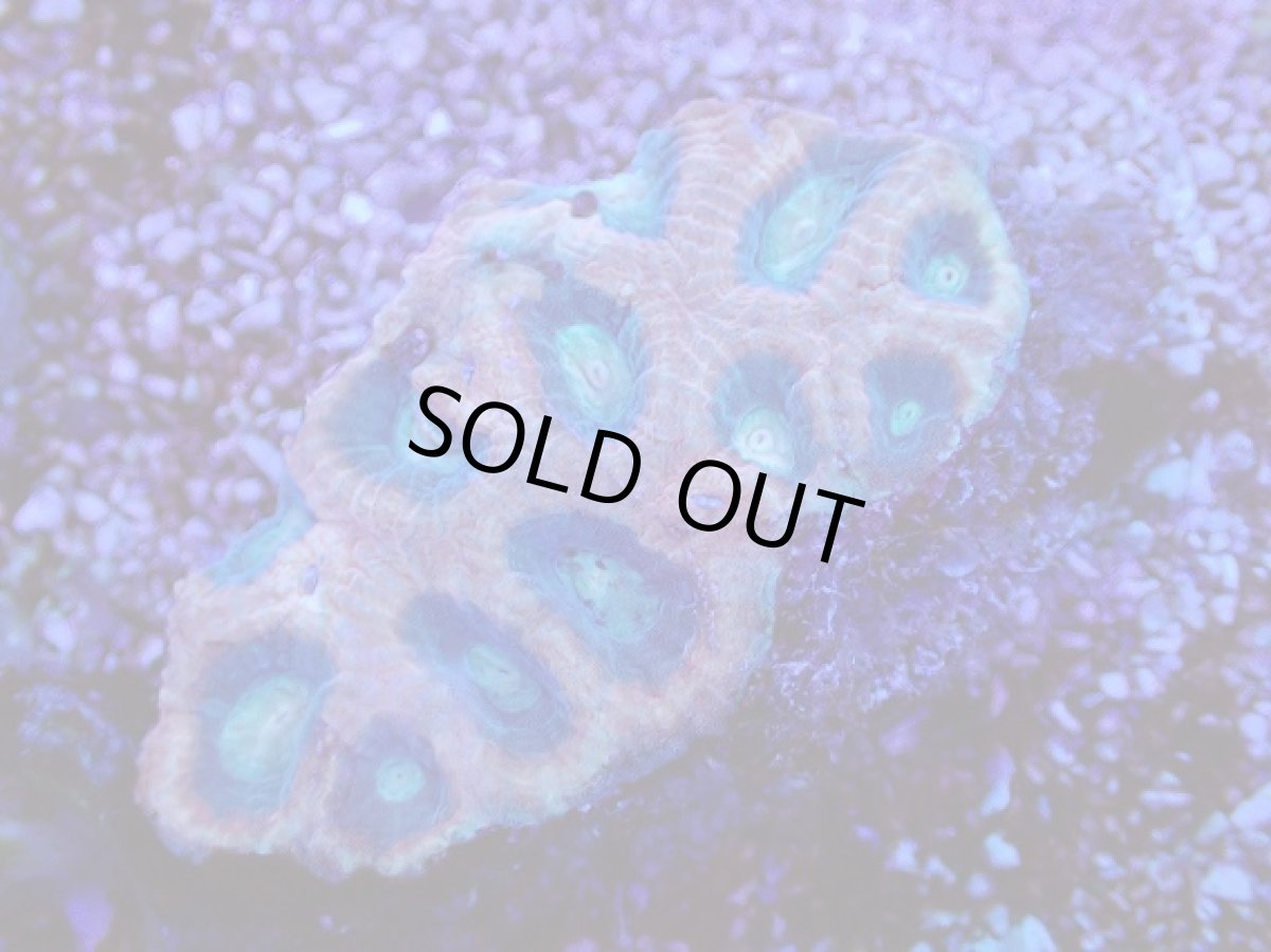 画像2: No.21 オーストラリア産　ドラゴンソウルファビア (2)