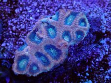 画像2: No.21 オーストラリア産　ドラゴンソウルファビア (2)