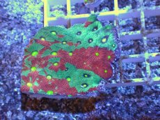 画像1: No.22 オーストラリア産　キクメイシsp　マルチカラー (1)