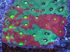 画像2: No.22 オーストラリア産　キクメイシsp　マルチカラー (2)