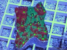 画像1: No.23 オーストラリア産　キクメイシsp　マルチカラー (1)