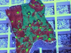 画像2: No.23 オーストラリア産　キクメイシsp　マルチカラー (2)