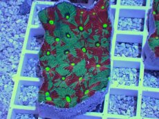 画像1: No.24 オーストラリア産　キクメイシsp　マルチカラー (1)