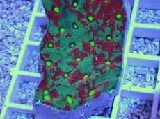 画像2: No.24 オーストラリア産　キクメイシsp　マルチカラー (2)