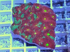 画像1: No.25 オーストラリア産　キクメイシsp　マルチカラー (1)