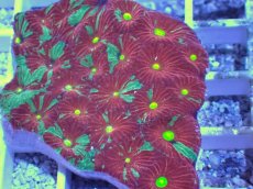 画像2: No.25 オーストラリア産　キクメイシsp　マルチカラー (2)