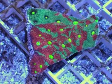 画像1: No.26 オーストラリア産　キクメイシsp　マルチカラー (1)