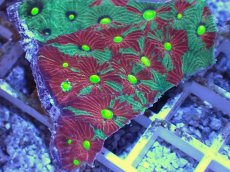 画像2: No.26 オーストラリア産　キクメイシsp　マルチカラー (2)