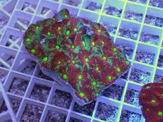 画像1: No.28 オーストラリア産　キクメイシsp　マルチカラー (1)