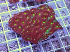 画像1: No.30 オーストラリア産　キクメイシsp　マルチカラー (1)