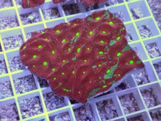 No.29 オーストラリア産 キクメイシsp マルチカラーを買うならアクア