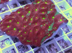 画像2: No.30 オーストラリア産　キクメイシsp　マルチカラー (2)