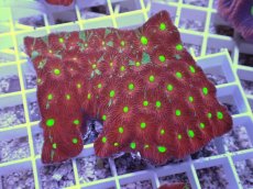 画像1: No.31 オーストラリア産　キクメイシsp　マルチカラー (1)