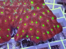 画像2: No.31 オーストラリア産　キクメイシsp　マルチカラー (2)