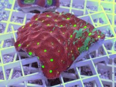 画像1: No.32 オーストラリア産　キクメイシsp　マルチカラー (1)