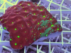 画像2: No.32 オーストラリア産　キクメイシsp　マルチカラー (2)