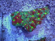 画像1: No.33 オーストラリア産　キクメイシsp　マルチカラー (1)