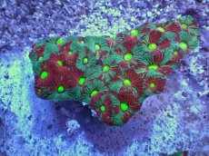 画像2: No.33 オーストラリア産　キクメイシsp　マルチカラー (2)