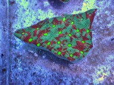 画像1: No.34 オーストラリア産　キクメイシsp　マルチカラー (1)