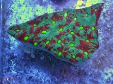 画像2: No.34 オーストラリア産　キクメイシsp　マルチカラー (2)