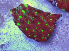 画像1: No.35 オーストラリア産　キクメイシsp　マルチカラー (1)