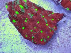 画像2: No.35 オーストラリア産　キクメイシsp　マルチカラー (2)