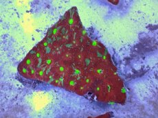 画像1: No.36 オーストラリア産　キクメイシsp　マルチカラー (1)